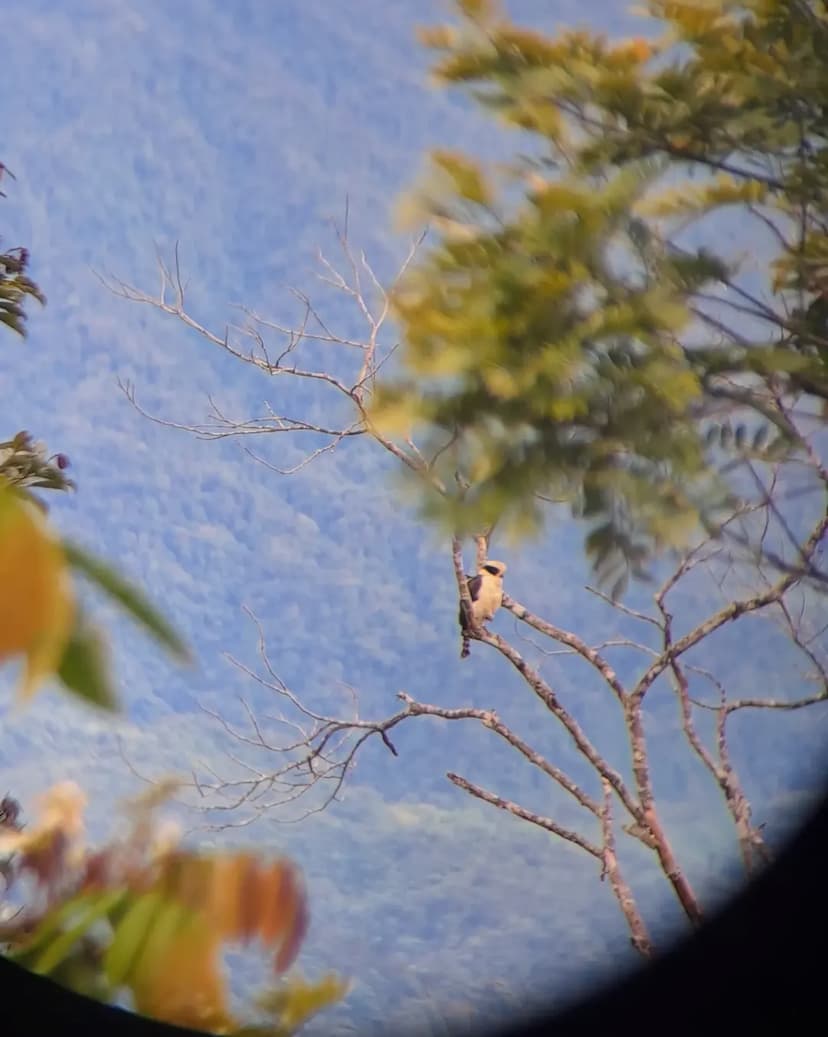 Avistamiento de Aves